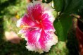 /album/fotogaleria/a7ecf0-red-white-hibiscus-jpg/
