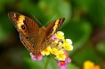 /album/fotogaleria/a8be57-brown-butterfly-jpg/