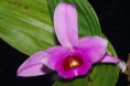 /album/fotogaleria/a2372a-pink-orchid-3-jpg/