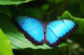 /album/fotogaleria/b4d37-blue-butterfly-jpg/